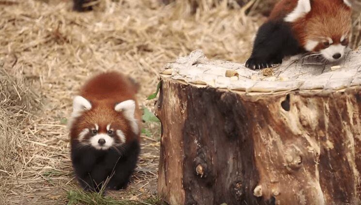 Red Panda Cubs Make Chicago Zoo Debut - OMG Too Cute! (VIDEO)