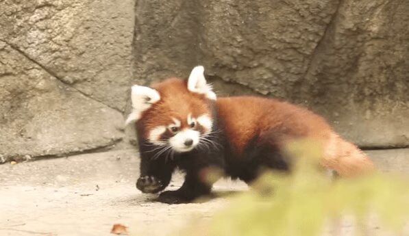 Red Panda Cubs Make Chicago Zoo Debut - OMG Too Cute