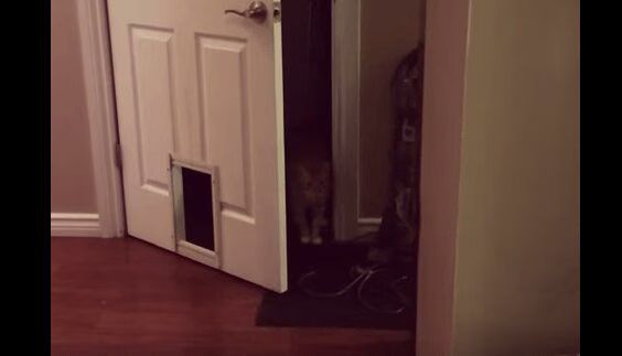 Silly Cat Uses All The Doors In The Room... Because He Can (VIDEO)