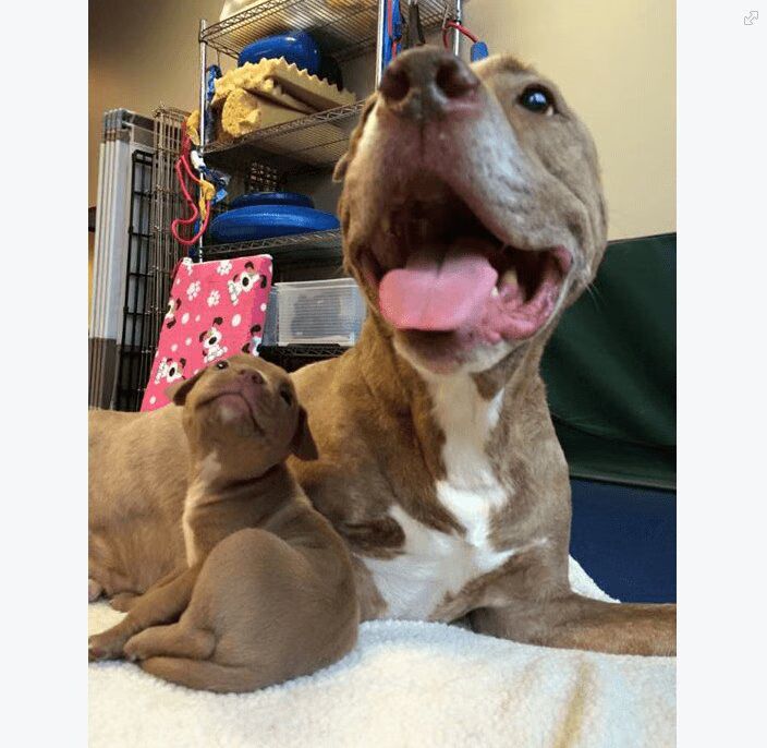 Two-Legged Pitbull Has Found His Mini-Me - Adorable! (VIDEO)