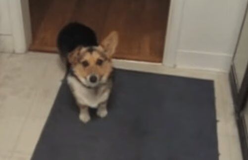 Voice-Activated Corgi Loves The Beatles - Too Cute! (VIDEO)