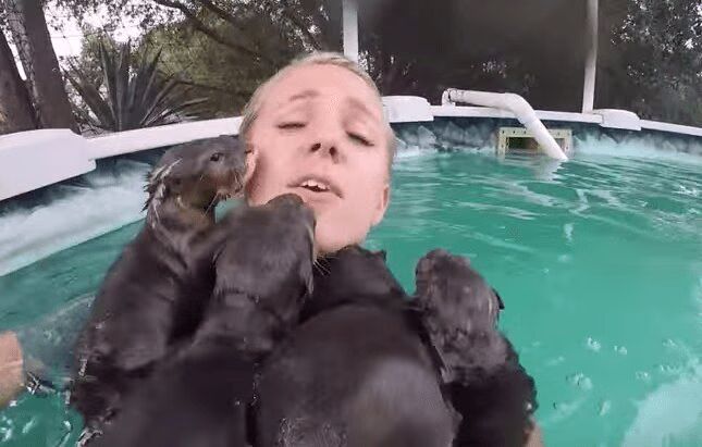 Woman Attacked By Swarm Of Adorable Baby Otters (VIDEO)