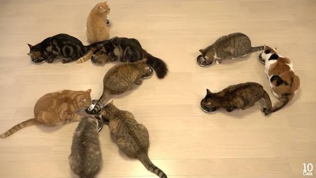 10 Cats Eat In 'Cat' Formation - What Does It Mean? (VIDEO)
