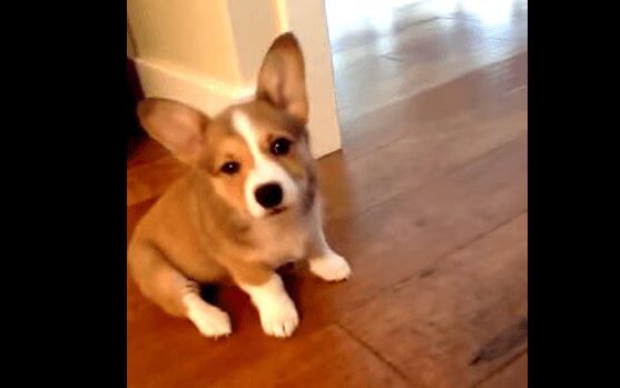 Adorable Baby Corgi Fights A Spoon (VIDEO)