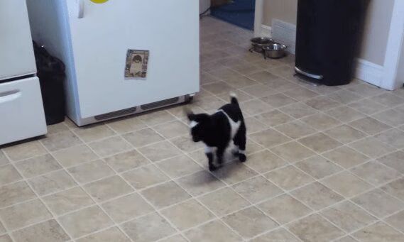 Adorable Baby Pygmy Goat Learning How To Hop - Too Cute (VIDEO)
