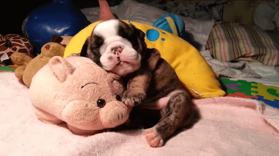 Adorable Bulldog Puppy Cuddles With Stuffed Animal and Snores (VIDEO)