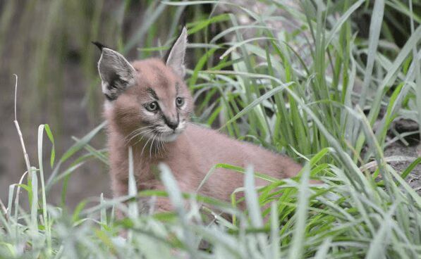 Adorable Caracal Kittens Venture Outside with Mom - Those Ears! (VIDEO)