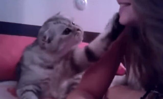 Adorable Cat Just Wants A Kiss