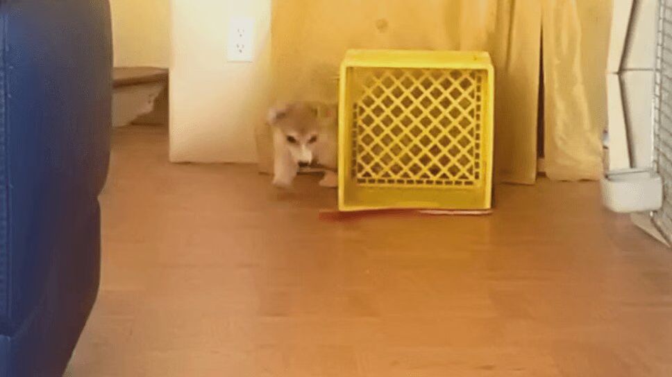 Adorable Corgi Chases His Own Leash - Too Cute! (VIDEO)