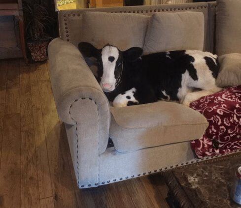 Adorable Cow Desperately Wants To Be A Dog (VIDEO)
