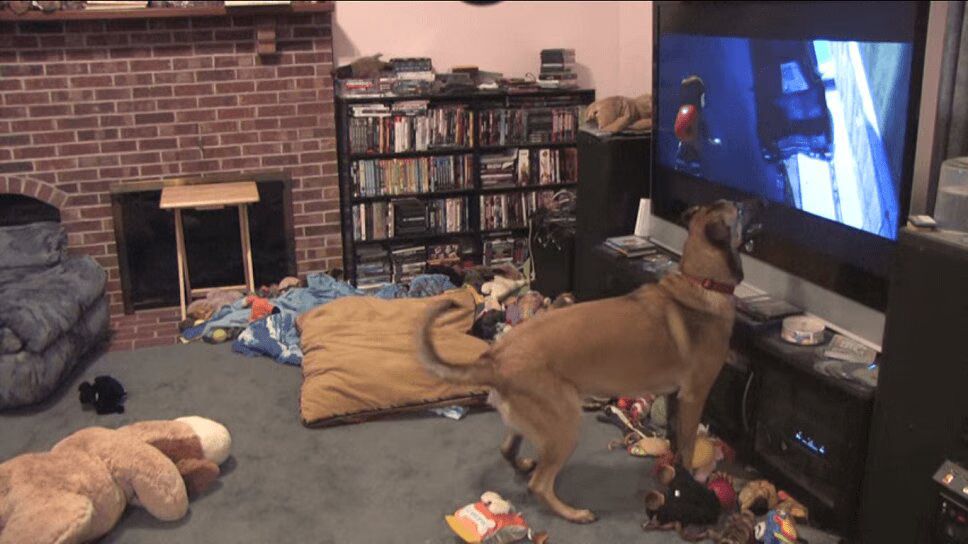 Adorable Dog Flips Out For His Favorite Movie - So Cute! (VIDEO)