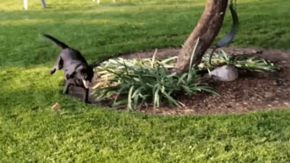 Adorable Dog Wins Hide and Seek, Takes Victory Lap With Inflatable Pool (VIDEO)