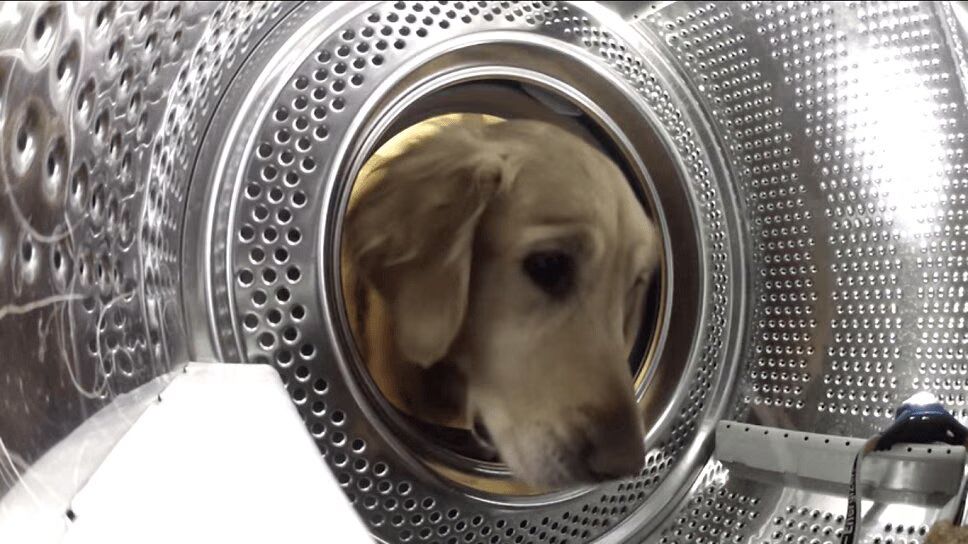 Adorable Golden Retriever Just Wants Her Teddy Bear Back (VIDEO)