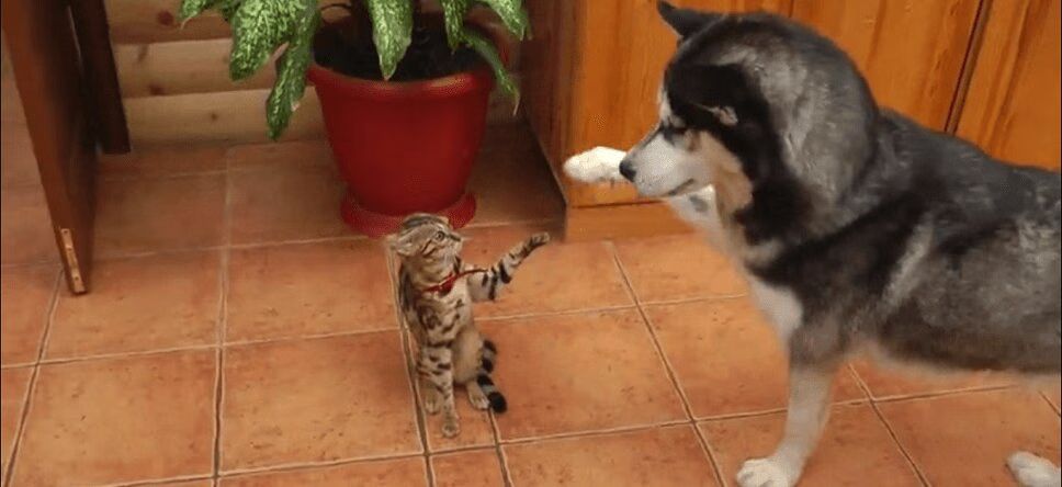 Adorable Husky Is Desperate To Be Friends With This Cat (VIDEO)