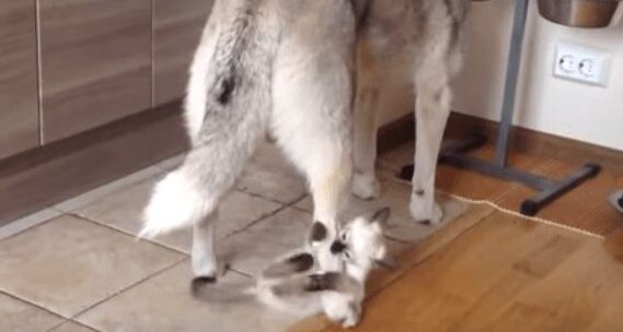 Adorable Kitten Attacks Husky - Too Cute! (VIDEO)