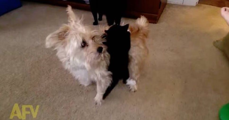 Adorable Kitten Gets Piggyback Ride from Confused Dog (VIDEO)