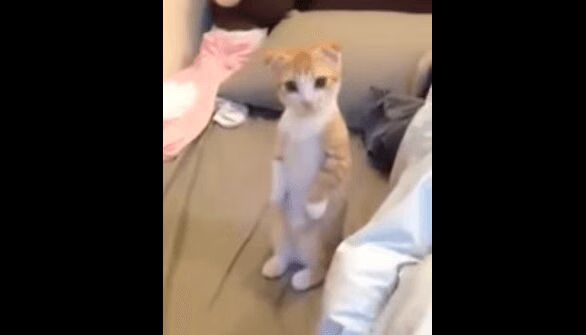 Adorable Kitten Waiting For His Bed To Be Cleaned (VIDEO)