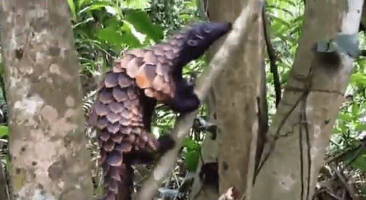 Adorable Pangolin Climbing A Tree - What? (VIDEO)