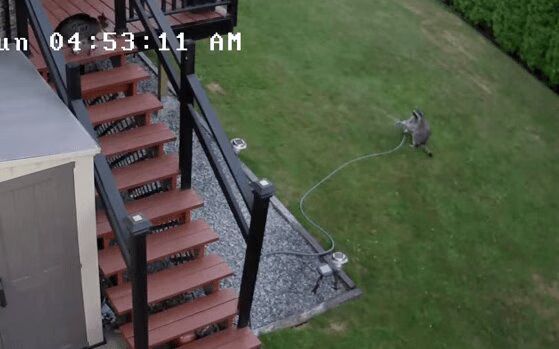 Adorable Raccoon Fights Enemy Cat With A Sprinkler - So Funny! (VIDEO)