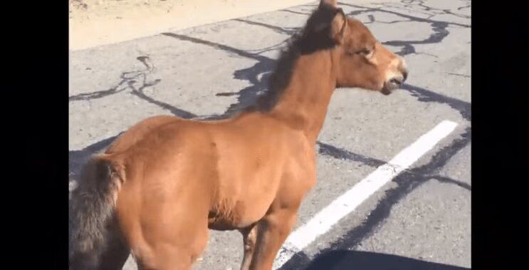 Baby Horse Saved By Stranger On The Road Will Melt Your Heart (VIDEO)