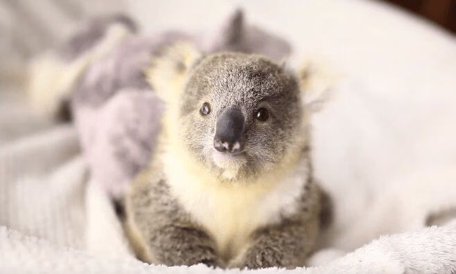 Baby Koala First Photoshoot Will Make Your Heart Melt (VIDEO)