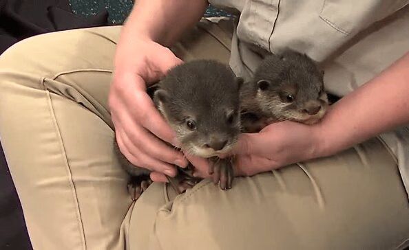 Baby Otters Run Wild In TV Studio - Adorable! (VIDEO)