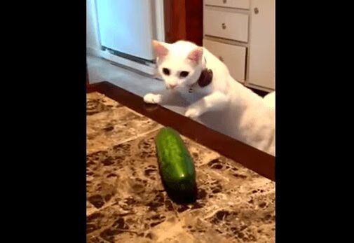 Best of 'Cats Terrified By Cucumbers' Compilation Video - Hilarious!
