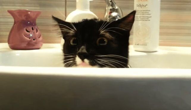 Best of 'Cats Who Just Want Some Privacy' Compilation Video