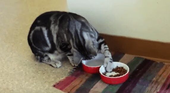 Best of Civilized Cats Eating With Their Paws Compilation Video