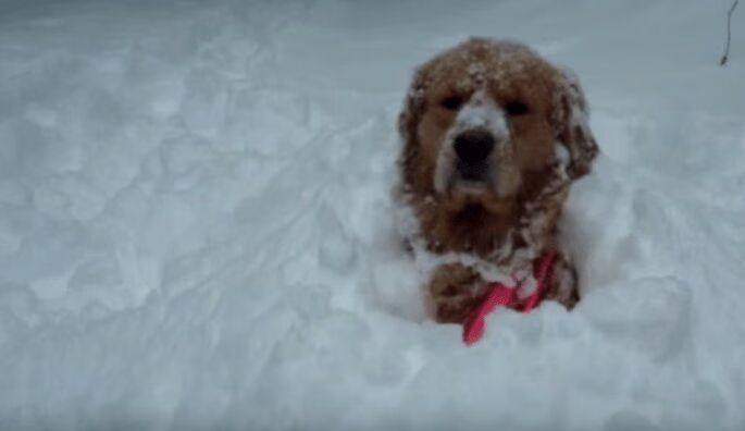 Best of Dogs Discovering Snow Compilation Video