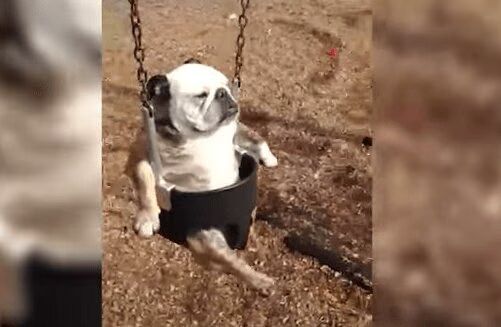 Best of 'Pets on Swings' Compilation Video - Adorable!