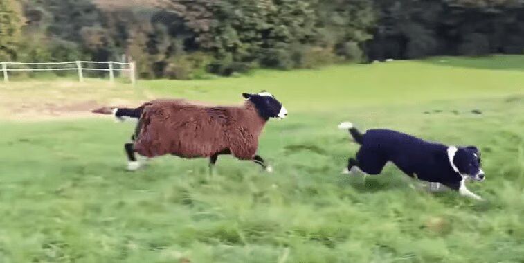 Best of 'Sheep Who Think They're Dogs' Video Compliation