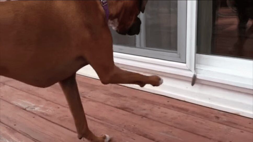 Big Ol' Boxer Dog Is Terrified of a Tiny Feather (VIDEO)