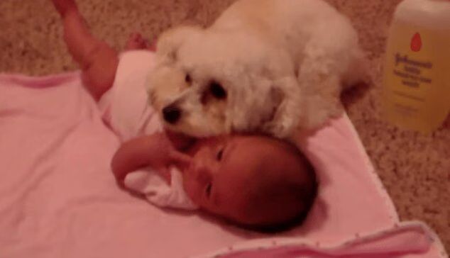 Brave Toy Poodle Protects Baby From Vacuum - Adorable! (VIDEO)