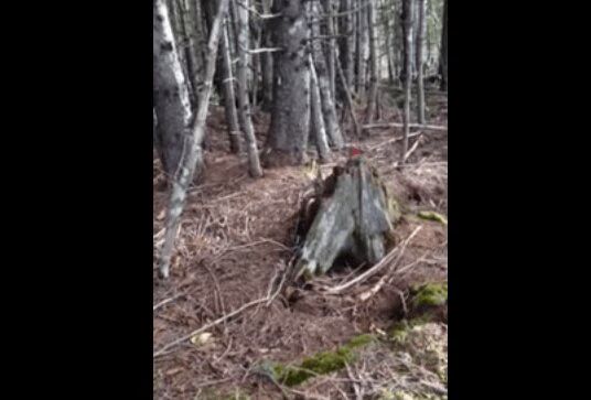 'Breathing Earth' Video Stuns The Internet
