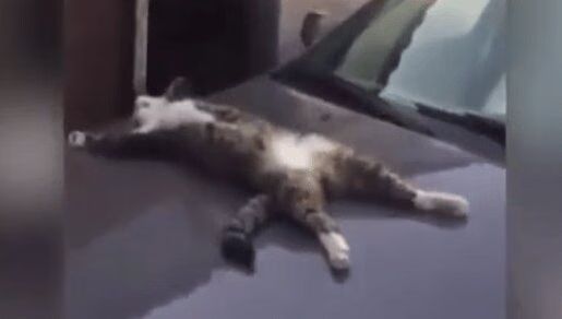 Cat Passes Out After Partying All Night - Hilarious (VIDEO)