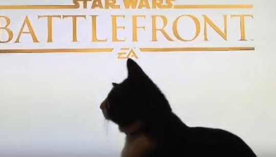 Cat vs. Star Wars TIE Fighters (VIDEO)