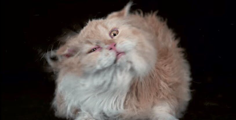 'Cats Shaking In Slow Motion Video' Is As Amazing As It Sounds