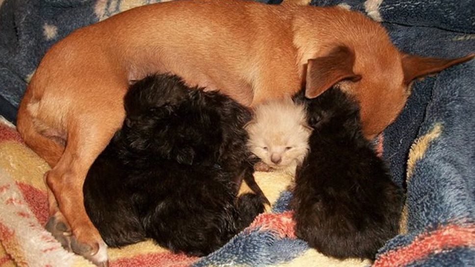 Chihuahua Nurses Litter of Kittens After Her Puppy Passes Away (VIDEO)