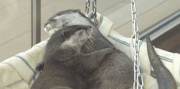 Cuddling Otters Will Make You Smile Today - So Cute! (VIDEO)
