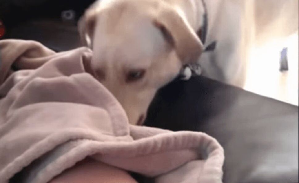 'Cute Dogs Putting Babies to Bed' Compilation Will Melt Your Heart (VIDEO)
