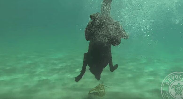 Dog Catches Live Lobster - Amazing (VIDEO)