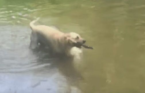 Dog Executes The Most Impressive Trick... By Accident! (VIDEO)
