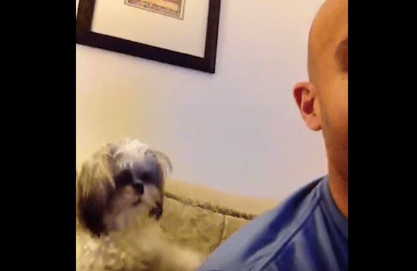 Dog Scratches Its Human's Back - So Cute (VIDEO)