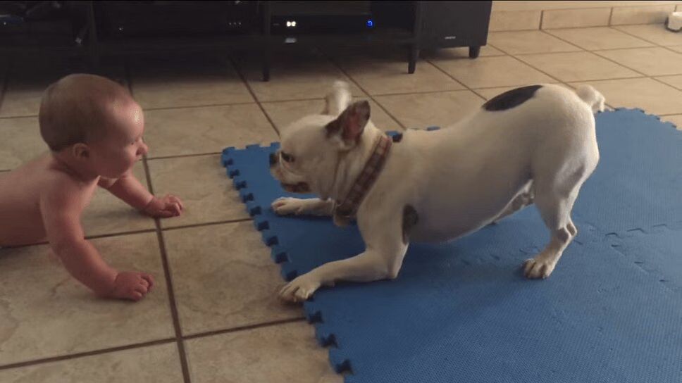 French Bulldog Is World's Cutest Babysitter! (VIDEO)