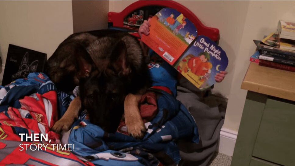 German Shepard and His Boy Make Bedtime Fun Again (VIDEO)