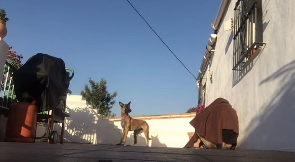 German Shepherd Looks Under Blanket and Gets Surprise of Her Life (VIDEO)