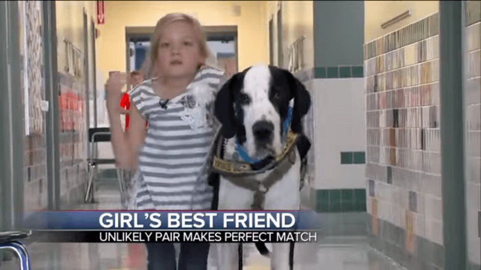 Great Dane Helps Disabled Girl Around School, Becomes Greatest Dane (VIDEO)