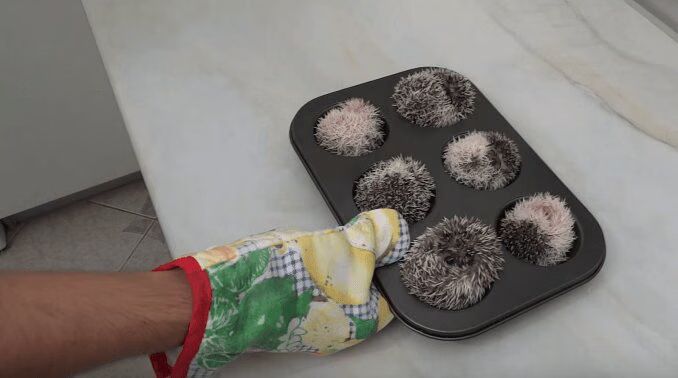 Hedgehog Muffins OMG - So Cute! (VIDEO)