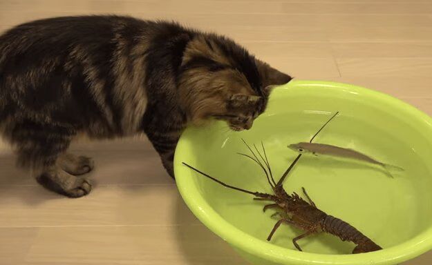 Japanese Spiny Lobster Vs. Cats - Cute or Animal Cruelty? (VIDEO)